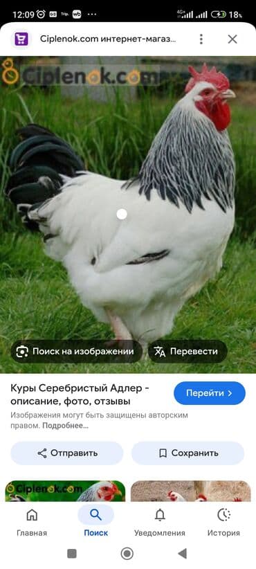 купить собаку шпица недорого: Продаю | Петух | Для разведения — 2