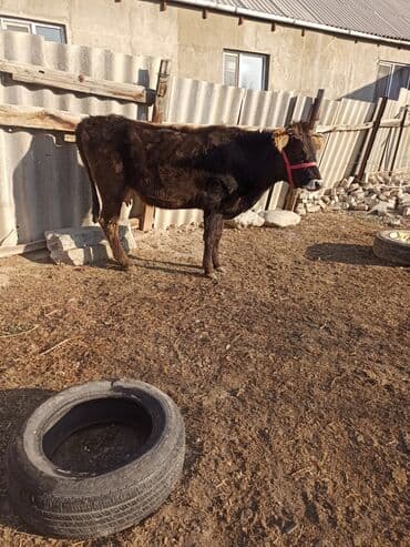 сухое молоко для животных: Продаю | Корова (самка) | Алатауская, Швицкая | Для разведения, Для молока | После отела — 5