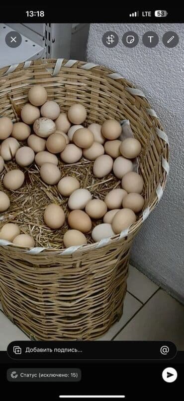 купить яйца куриные: ОПТОМ ЯЙЦА Куриные яйца, деревенские, коричневой и светло-бежевой — 1