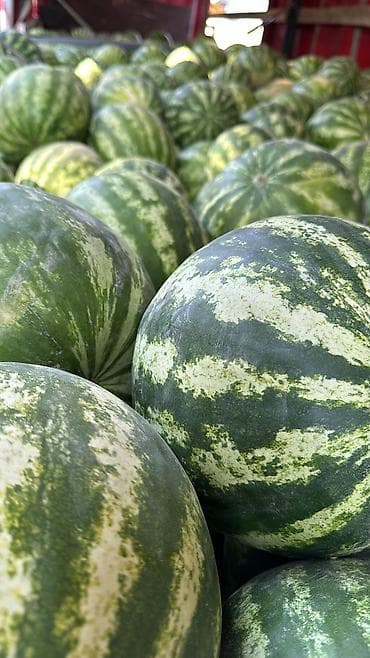 бал челек сатылат: Дарбыздар Дүңүнөн, Өзү алып кетүү, Акылуу жеткирүү — 3