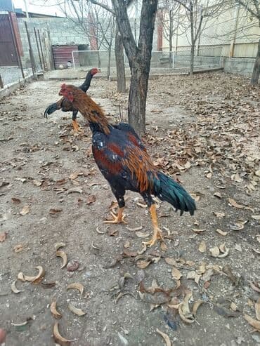 дойни корова: Продаю | Куры — 4