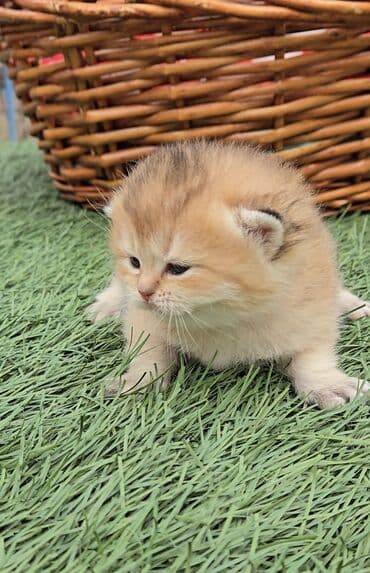 порода кошек вислоухая: Предлагаем для бронирования чистопородных малышей. Окрас: золотая и — 4