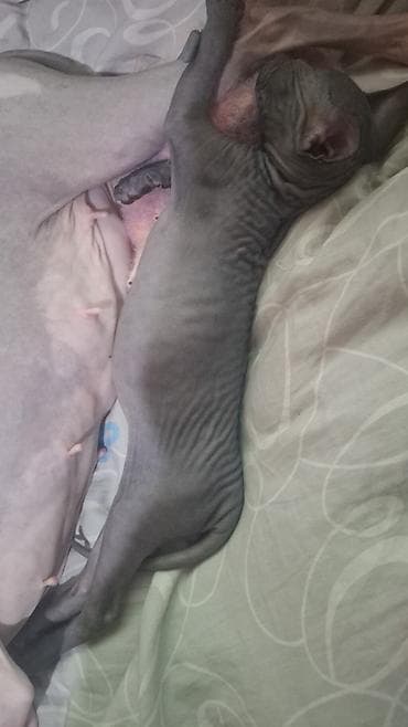 котята донского сфинкса купить: Мальчик 2 месяца будет 6го февраля — 3