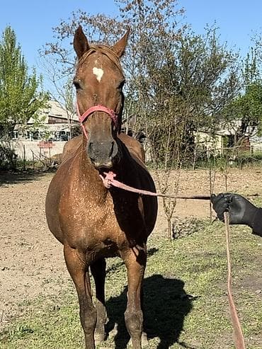 Продаю | Кобыла (самка) | Дончак | Племенные at lalafo.kg Продаю | Кобыла (самка) | Дончак | Племенные