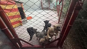 Животные: Щенки из вольера - Помёт активных разнопёстрых малышей: есть чёрные — 5