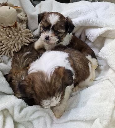 стоимость чихуахуа: ГОТОВЫ к РЕЗЕРВУ ЩЕНКИ ШИ-ТЦУ!!! 3 мальчика и 2 — 7