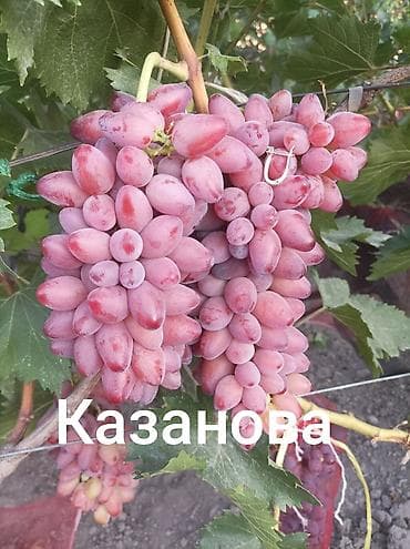 ягоды малины: Виноград — 1