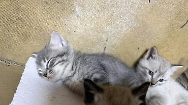 Мышык кууту: Породасыз, 1 айлык, Эркек, Лотокко барууга үйрөтүлгөн — 3