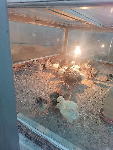 обрезки мясо: Продаю | Индюшата | Бройлерная | На забой — 1