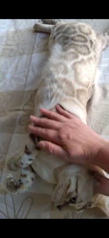 английский бульдог бишкек: Бенгальская, 2 года, Мальчик, Белый, Кастрирована, Проглистована, С документами — 7