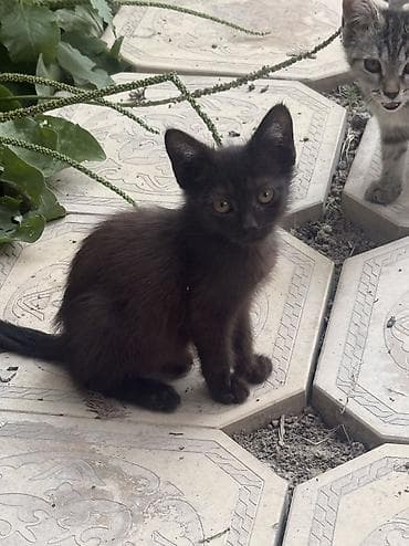 кошке: Котята из одного помёта - Возраст: 4 месяца - Окрас: несколько — 4