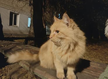 Иттер: Пушистая рыжая кошка, очень крупная, ласковая!!! Прибилась ко двору — 1