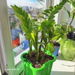 мишура цена бишкек: Доллоровое дерево 1000 сом . район Ахунбаева Молдыбаева — 1