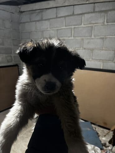 сколько стоит щенок хаски в бишкеке: Щенки дворняги ждут свой новый дом. Нашел на мусорке их. Согрел — 7