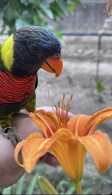 Радужный лорикет (Trichoglossus moluccanus)пакупаем. ручную - Яркая