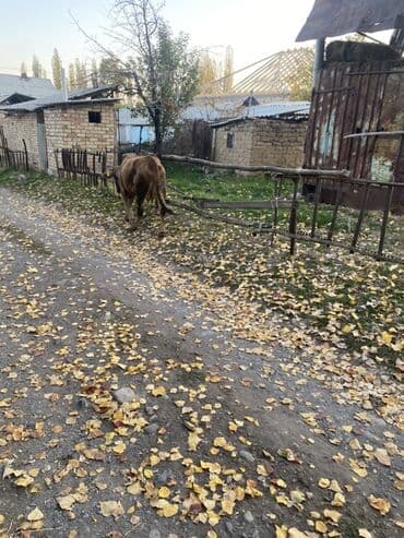 сколько стоит кролик домашний: Сатам | Уй (ургаачы), Кунаажын | Бордоп семиртүү үчүн, Көбөйтүү үчүн, Сүт алуу үчүн — 1