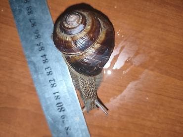 продаю раков: Улитки виноградные Французские(Helix pomatia) Цена за одну штуку - — 1