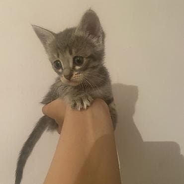 Скотиш Страйт (Шотландская прямоухая), 1 месяц, Девочка, Серый