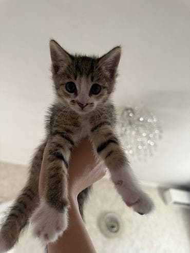 Отдам срочно котят в добрые руки 
В лоток ходят, корм едят, игривые