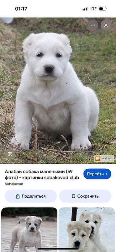 корм для собак бишкек цена: Ищу для покупки породистого щенка алабая 1–2 месяцев срочно — 1