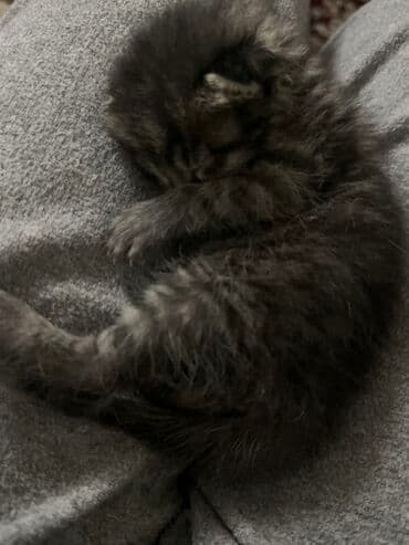 tuxedo порода кошек цена: Кошка даром: Беспородная, 1 месяц, Девочка — 4