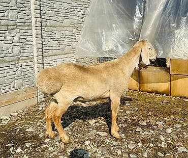 трава для животных: Продаю | Овца (самка), Ягненок, Баран (самец) | Гиссарская, Арашан | Для разведения | Племенные — 1