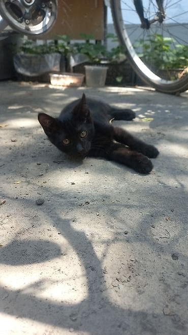 нужны: Милые котята и кошка с короткой шерстью. - Окрас: тигровый табби с — 4