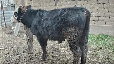 Аквариумы: Продаю | Бык (самец) | На откорм | Привязанные — 1