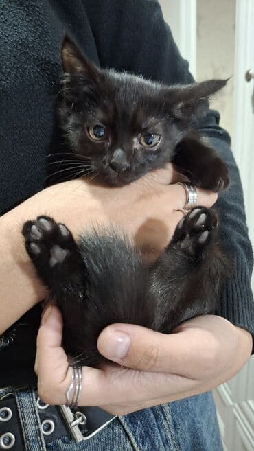 египетская кошка 2021 оригинал: Котята в добрые руки 2 месяца маму тоже отдаём в добрые руки девочка — 8