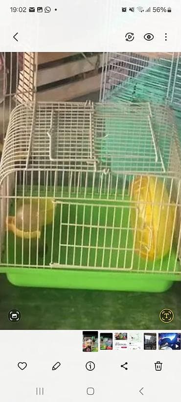 мал сатам: Продаю клетки для хомячков от 500 до 1700 сом. и самих хомячков — 10