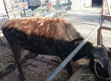 купить собаку для охоты: Продаю | Музоо, торпок | На откорм — 1