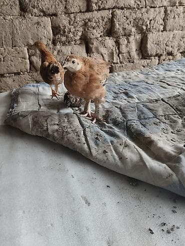 маленькие бычки: Продаю | Цыплята | Домашняя | На забой — 4