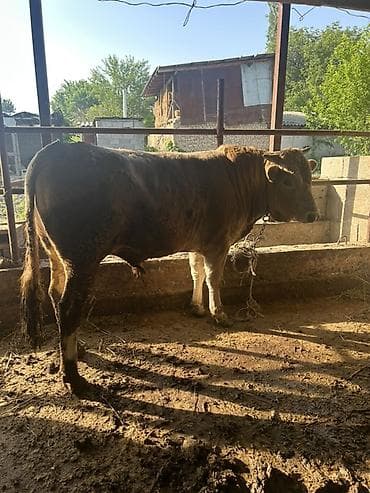 кен булун: Сатам | Бука (эркек) | Бордоп семиртүү үчүн | Асыл тукумдуу — 2