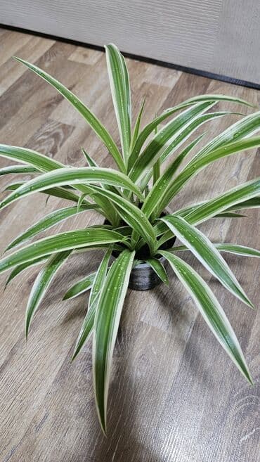 коновалов сад: Хлорофитум

Хлорофитум в Бишкеке — 2