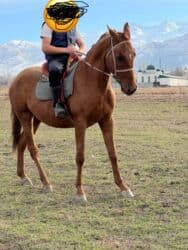 будка для собак: Продаю | Жеребец | Дончак — 3