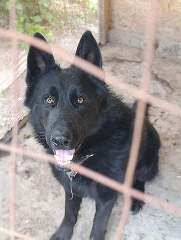 бойцовский питбуль: Немецкая овчарка, 2 года, Самец — 2