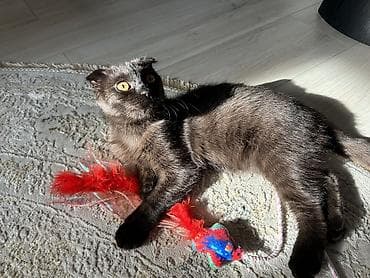 шотландский вислоухий котенок: Скотиш Фолд (Шотландская вислоухая), 5 месяцев, Девочка, Шоколадный, Приучена к лотку — 2