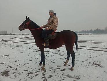 Продаю | Конь (самец) | Английская | Конный спорт | Племенные