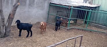 полша ат: Продаю | Овца (самка) | Арашан | Для разведения | Племенные — 3