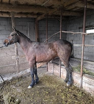 пчело матка: Продаю | Кобыла (самка) | Рабочий — 5