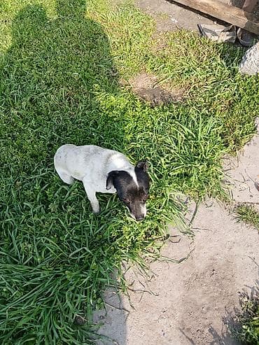 Компактная собака небольшого роста, гладкошерстная. Окрас: белое тело