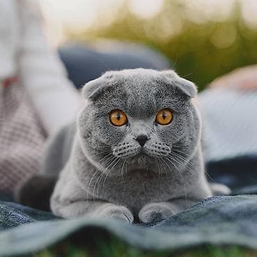 Мышыктар: Мышык бекер берилет: Скотиш Фолд (Шотландиялык шалпаң кулак), 5 жаштан жогору, Ургаачы, Лотокко барууга үйрөтүлгөн — 1