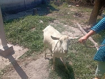 козел самец: Продаю | Козёл (самец) — 3