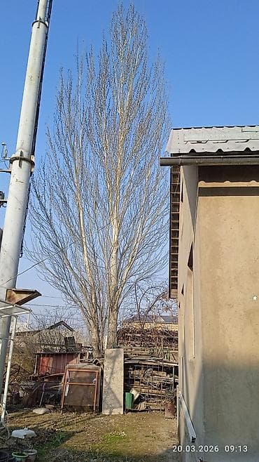 Услуги: Услуга: спил и вывоз высокого дерева возле строения - — 1