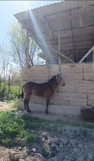 рыба сокулук: Тай сатылат бою 1.43 баасы 100,мин Кеми бар, (Адрес) город кара — 2