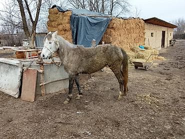 тюк сена: Продаю | Кобыла (самка) | Для разведения | Мерин — 1