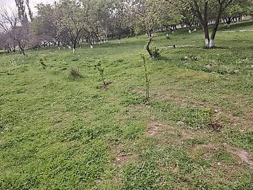 Үй жана бакча: Участок 5 сотых.за сотку 8500 $прошу. - Молодые саженцы, высаженные — 2