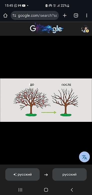 стрижка кустов цена: Услуга: профессиональная обрезка садовых деревьев и формировка кроны — 1