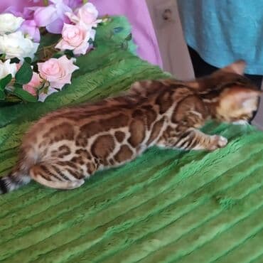 леопардовая кошка цена: Бенгальские котята !!! домашние. мини леопардики. Друзья у нас — 5