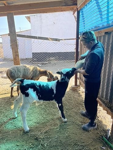 бодоно сатып алам: Продаю | Музоо, торпок | Для молока | Искусственник — 3